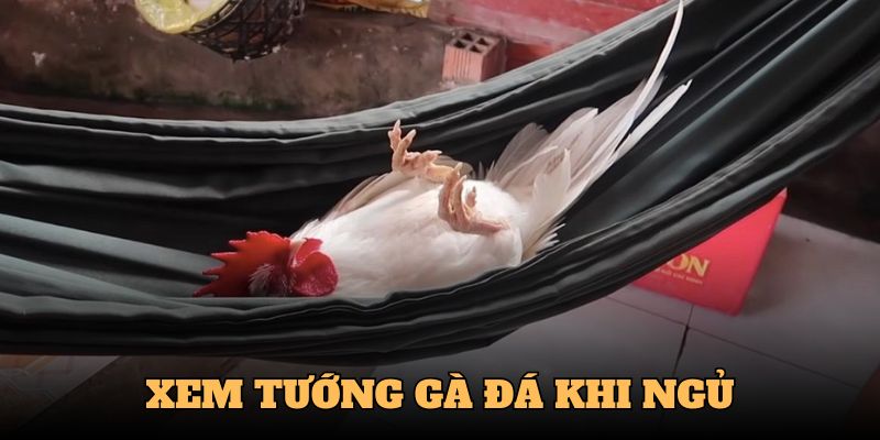 Chiến kê xuất sắc ngáy vang xa